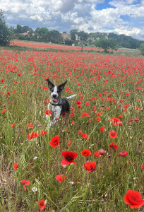 Photo de galerie - Garde chien