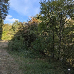Photo de galerie - Tonte de pelouse - Débroussaillage