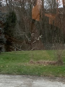 Photo de galerie - Taille d un arbre fruitier.