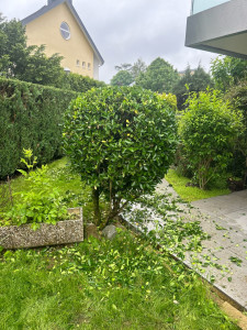 Photo de galerie - Taille de haie 