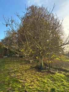 Photo de galerie - Taille de haies et d'arbustes