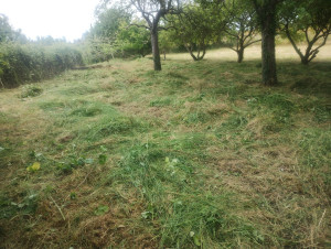 Photo de galerie - Tonte de pelouse - Débroussaillage