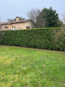 Photo de galerie - Haie/tonte 