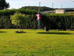Photo de galerie - Taille de haie avant la période hivernale 
