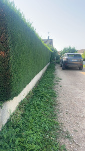 Photo de galerie - Taille de haies 