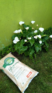 Photo de galerie - Plantation et pose de copeaux.