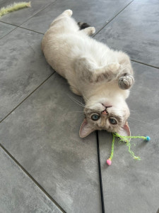 Photo de galerie - S'occuper de Willow pendant 4 jours 
