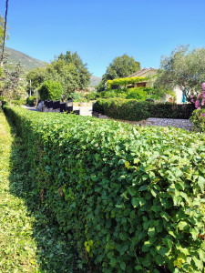 Photo de galerie - Taille de haies et d'arbustes