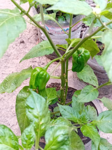 Photo de galerie - Paysagiste - Aménagement du jardin