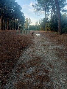 Photo de galerie - Promenade avec mon chien et winter