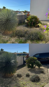 Photo de galerie - Désherbage, massif