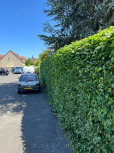 Photo de galerie - Taille de haies et d'arbustes