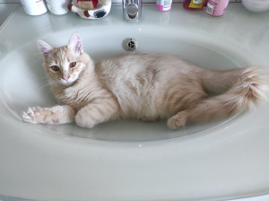 Photo de galerie - J'ai trois Chat le dernier sais un sauvetage,
je peux m'occuper de vos animaux 
quand vous avez besoin 