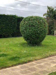 Photo de galerie - Taille en boule