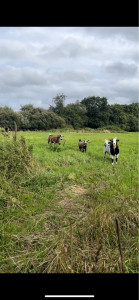 Photo de galerie - Champs de plus d’un hectare 