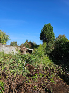 Photo de galerie - Debroussaillage d'un terrain non entretenu pendant 10 ans ( Avant )
