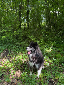 Photo de galerie - Promenade en forêt avec Ulio