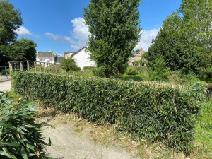 Photo de galerie - Taille de haie de bambou et rabaissée
