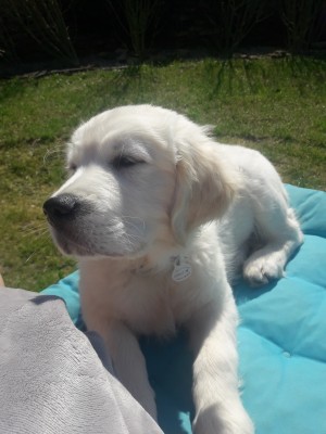 Photo de galerie - Garde chien