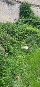 Photo de galerie - Tonte de pelouse - Débroussaillage