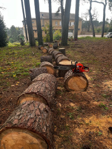 Photo de galerie - Elagage et coupe d'arbres