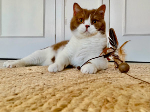 Photo de galerie - Home sitting pet sitting 