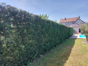 Photo de galerie - Taille de haie 