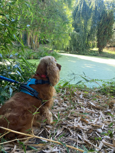 Photo de galerie - Promenade chien 