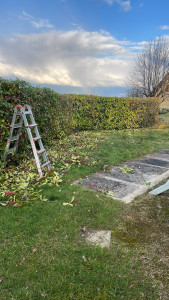 Photo de galerie - Taille de haies et d'arbustes