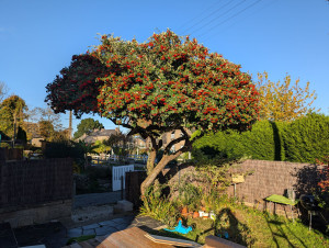 Photo de galerie - Elagage et coupe d'arbres
