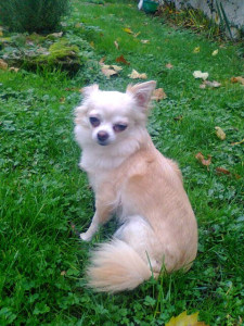 Photo de galerie - Chanel le une petite Chihuahua