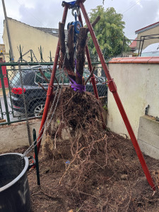 Photo de galerie - Souche de Thuyas extraite du sol ?