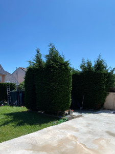 Photo de galerie - Taille de haies et d'arbustes