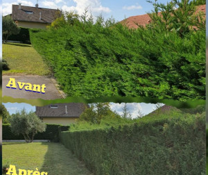 Photo de galerie - Taille de haies.