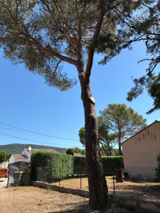 Photo de galerie - Suppression d’une branche au dessus d’une maison 