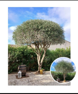 Photo de galerie - Taille d'un bel olivier ! 