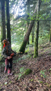 Photo de galerie - Abattage d’une coupe de 80 m3 de sapin et épicéa dépérissent destiné la confection de bois de charpente 
