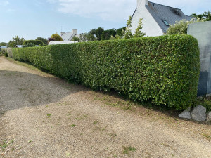 Photo de galerie - Taille de haies et d'arbustes