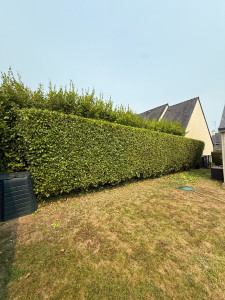 Photo de galerie - Taille de haie Griseline