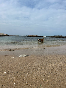 Photo de galerie - Promenade à la plage 
