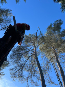 Photo de galerie - Démontage à la grue 