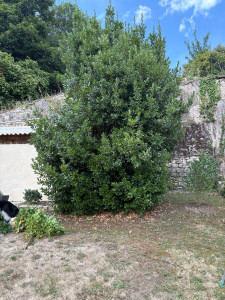 Photo de galerie - Avant le rabattage de ce laurier sauce