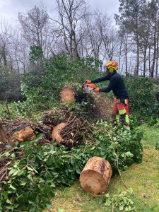 Photo de galerie - ?stihl 462 