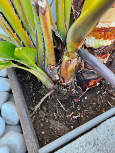 Photo de galerie - Jardinne 
