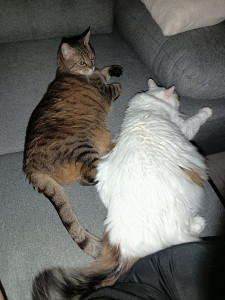 Photo de galerie - Mes animaux 