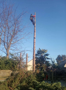 Photo de galerie - Elagage et coupe d'arbres