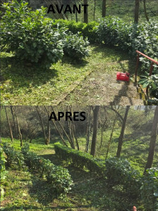 Photo de galerie - Débroussaillage et taille de haie et  arbustes