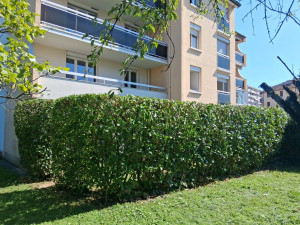 Photo de galerie - Taille de haies et d'arbustes