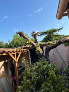Photo de galerie - Démontage d’un cerisier, au milieu d’habitation 