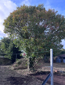 Photo de galerie - Abattage avant 